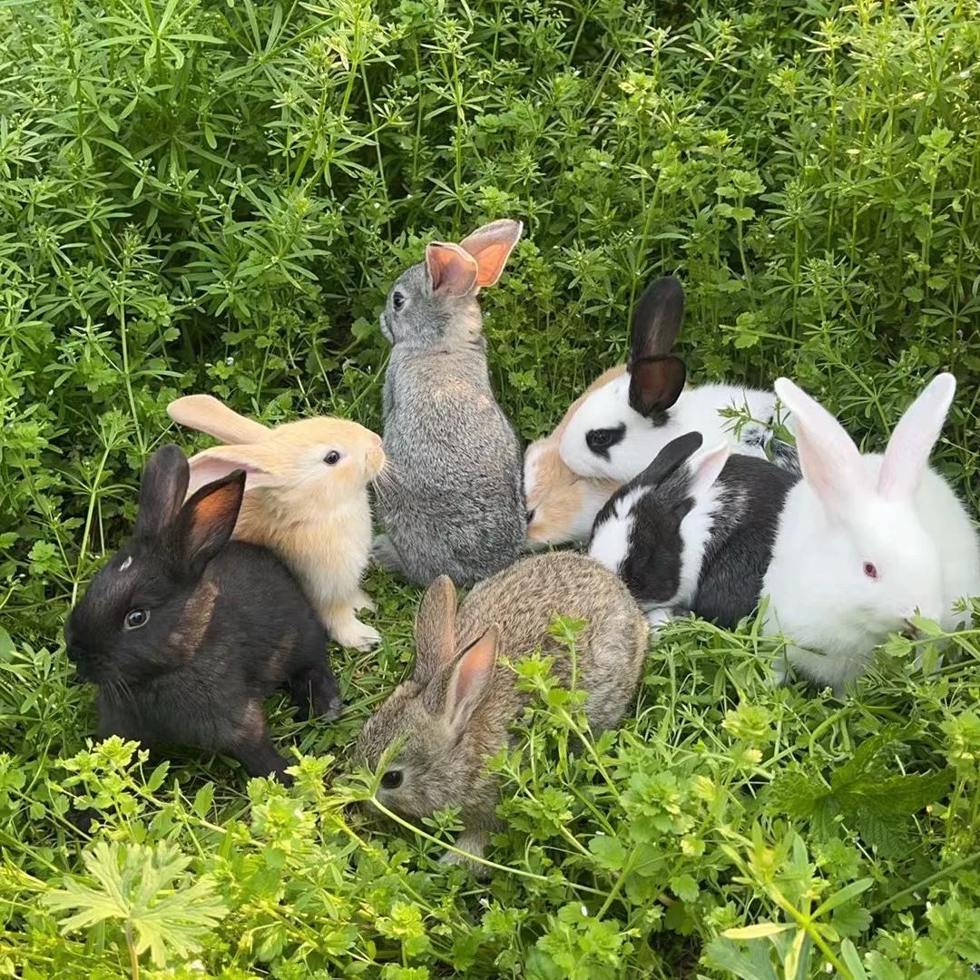 宠遇大型肉兔好货店