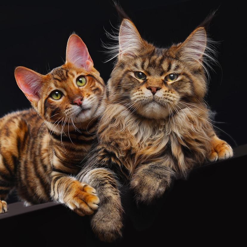 青岛萌喵社宠物店