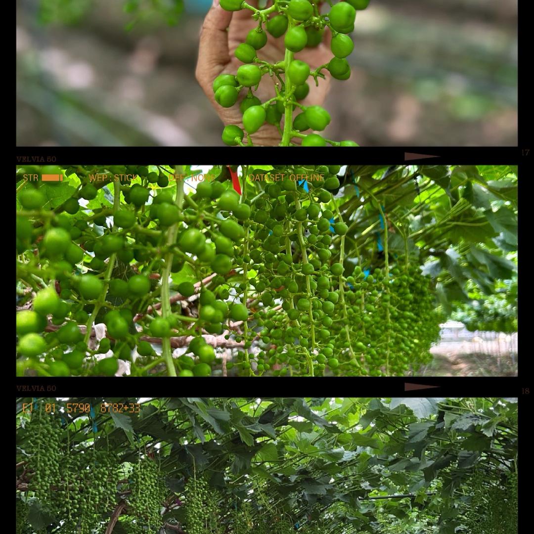 鲜果鲜绿色水果严选小店