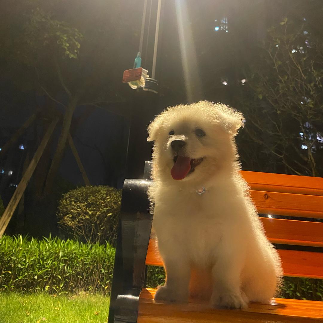 小妹猪