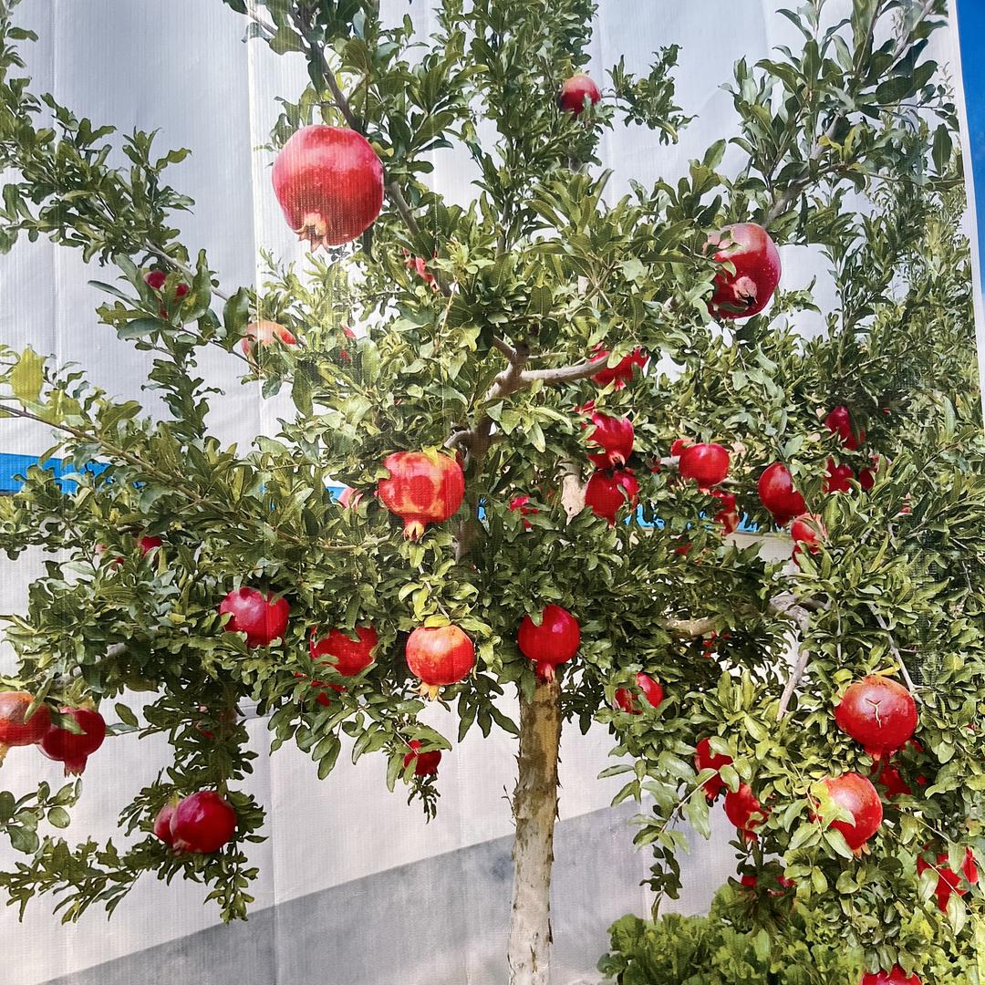 果木岛孙飞专卖店