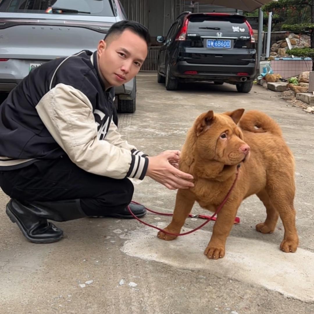 阿棋养狗（鸿好犬业）