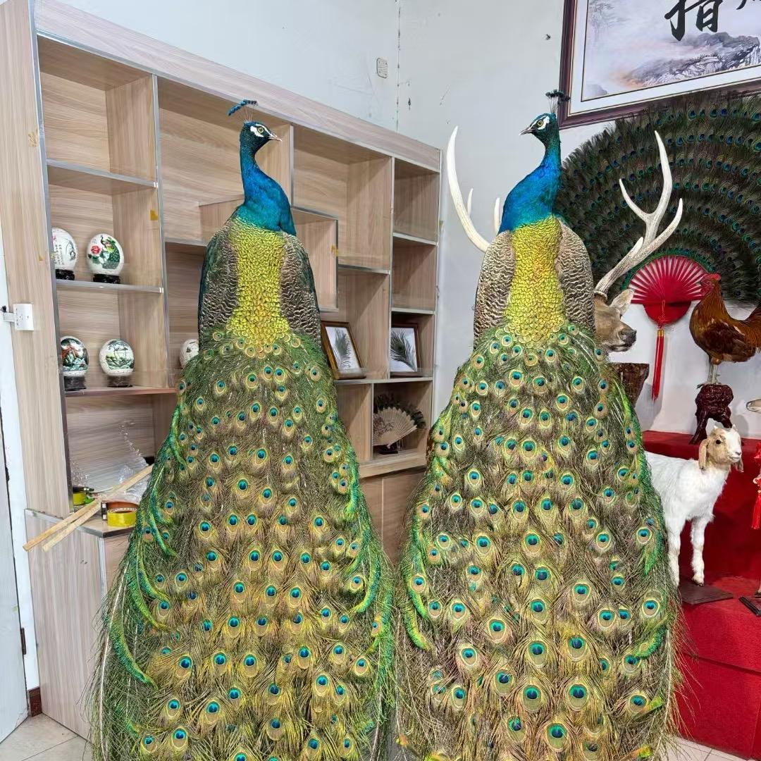 济宁盈羽宠物有限公司