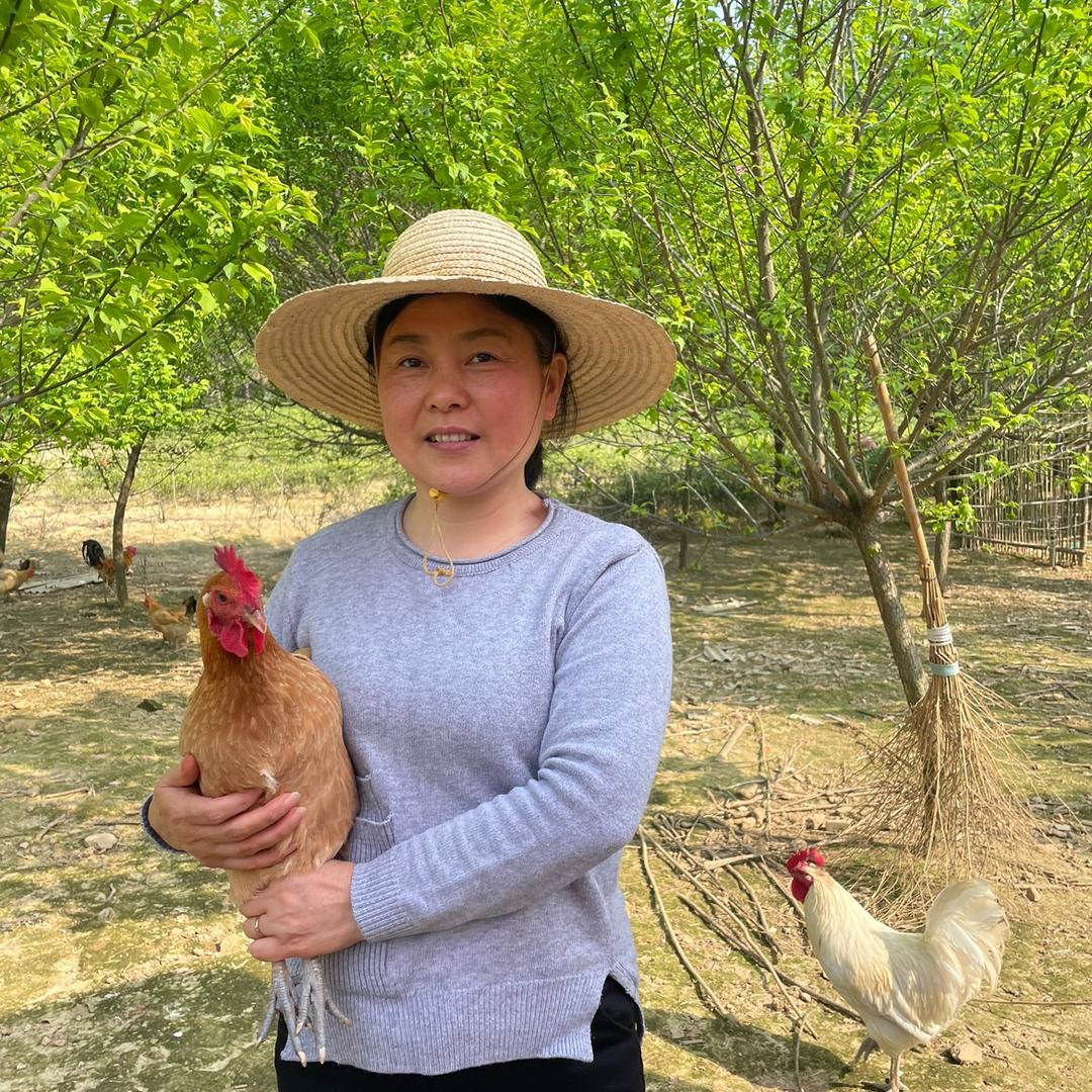 小米散养土鸡