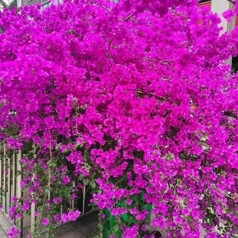 花满楼三角梅花坊