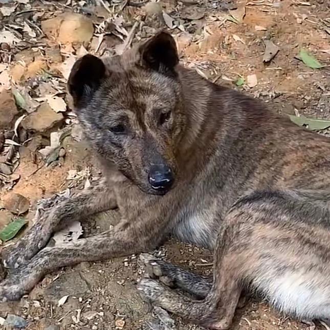 小主和犬
