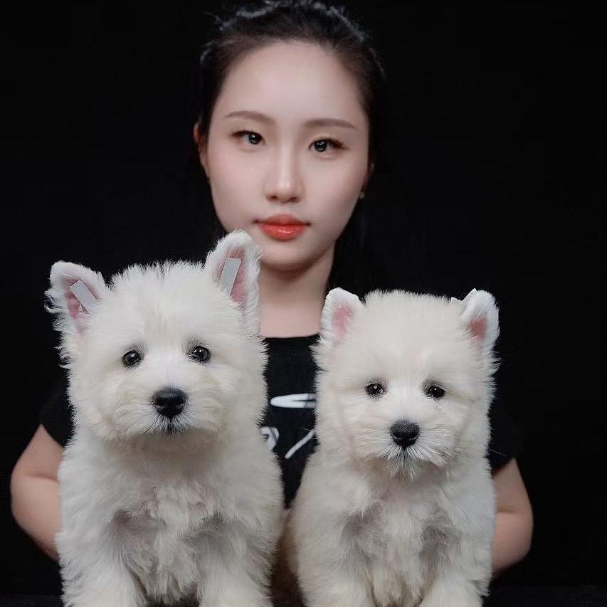 东方西高地小爱