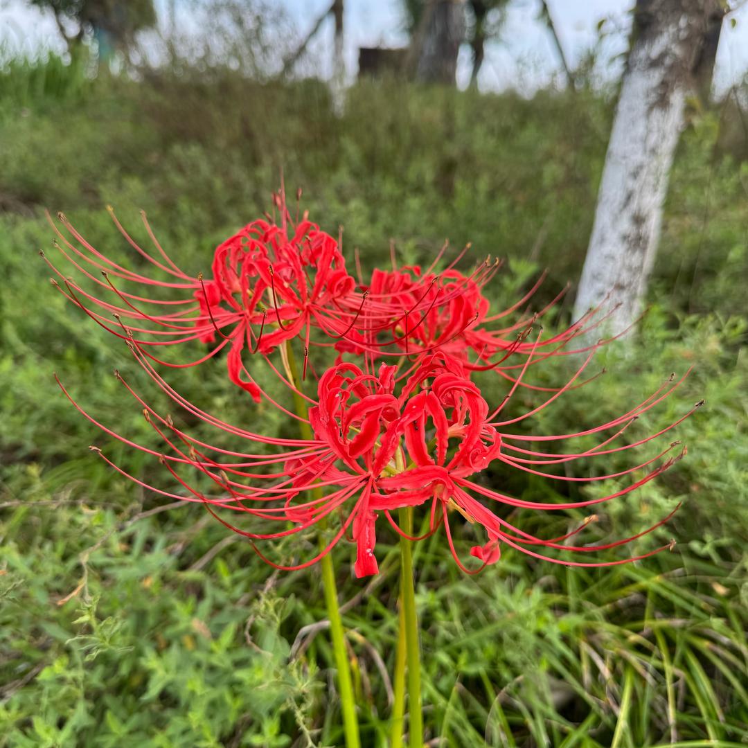 那就好好告个别吧