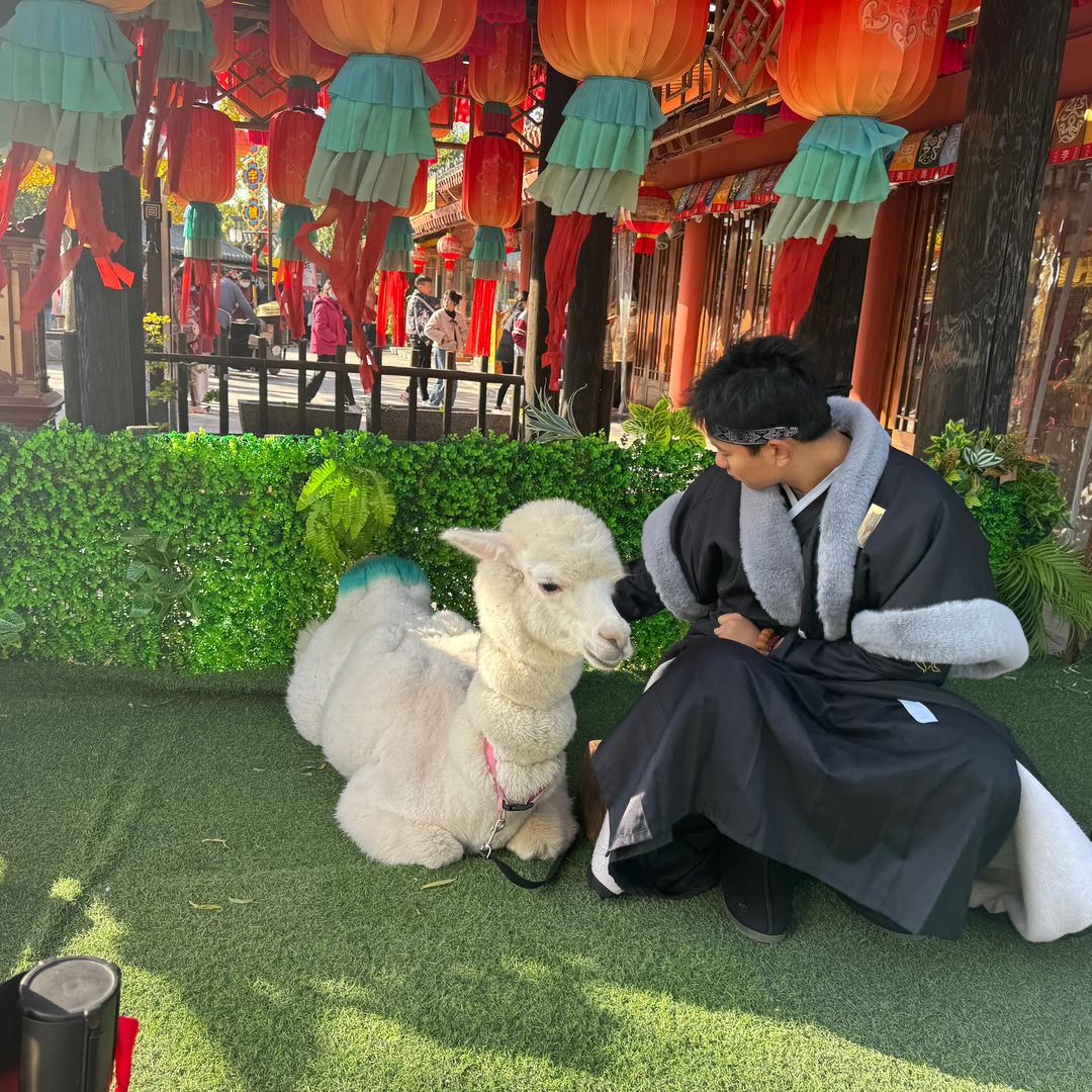 羊驼🦙