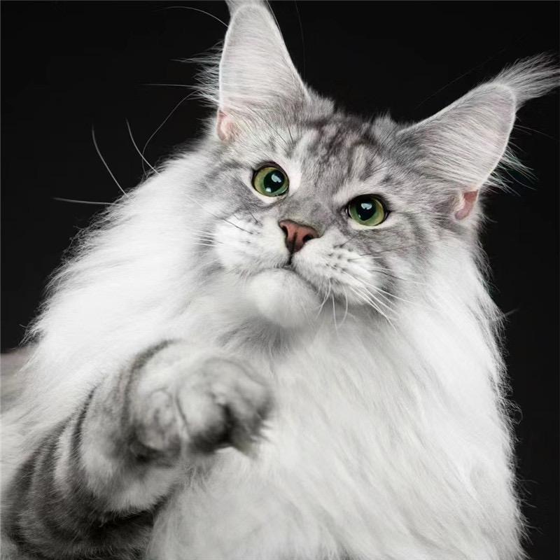 喵屋宠～缅因猫