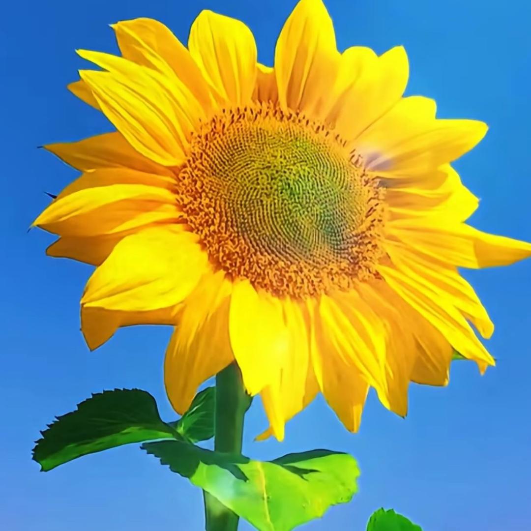 太阳花🎤(小号)