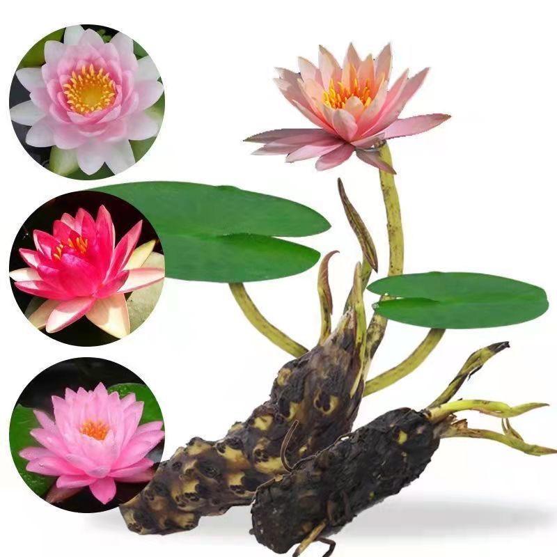 芃顺花卉经营部