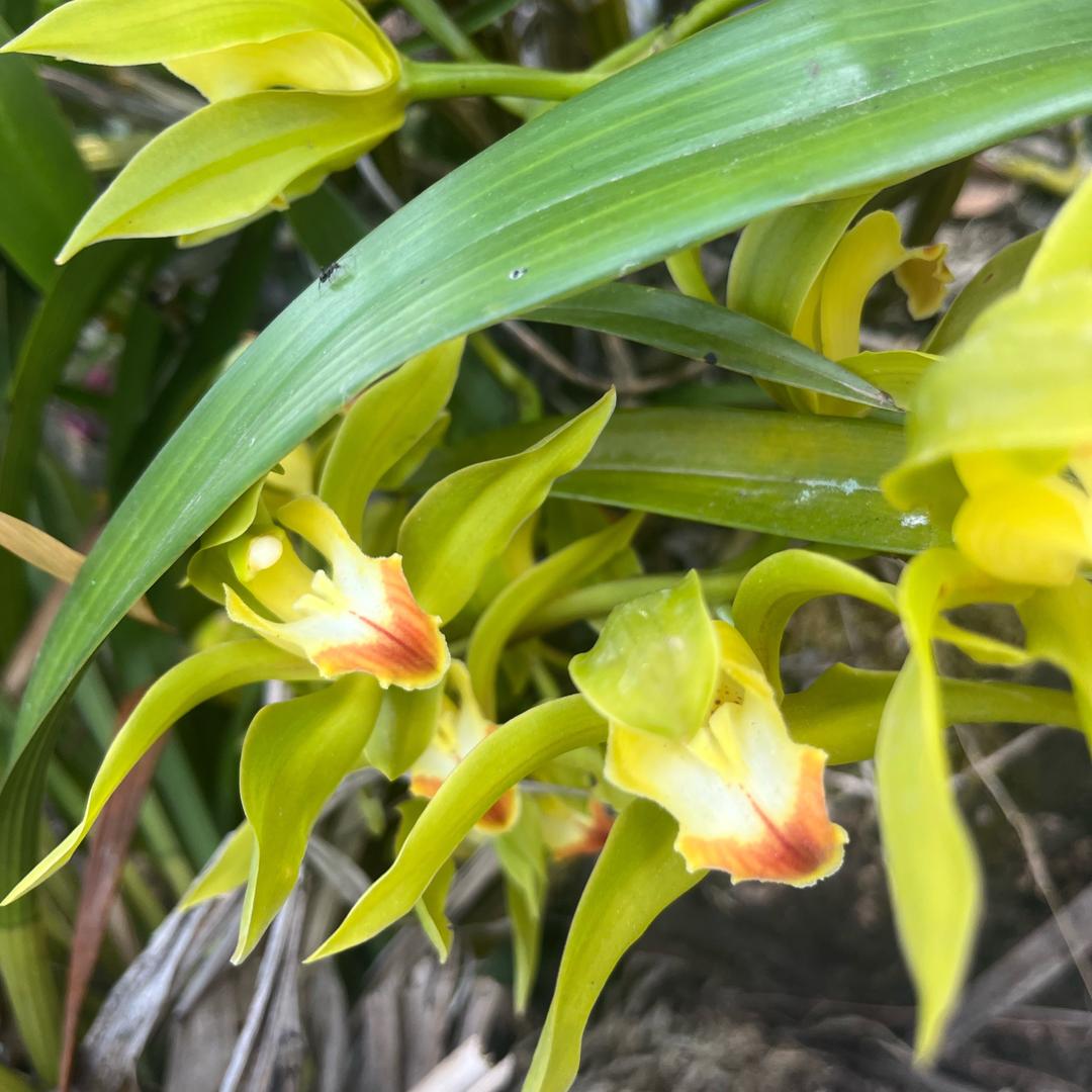 常依青花卉坊