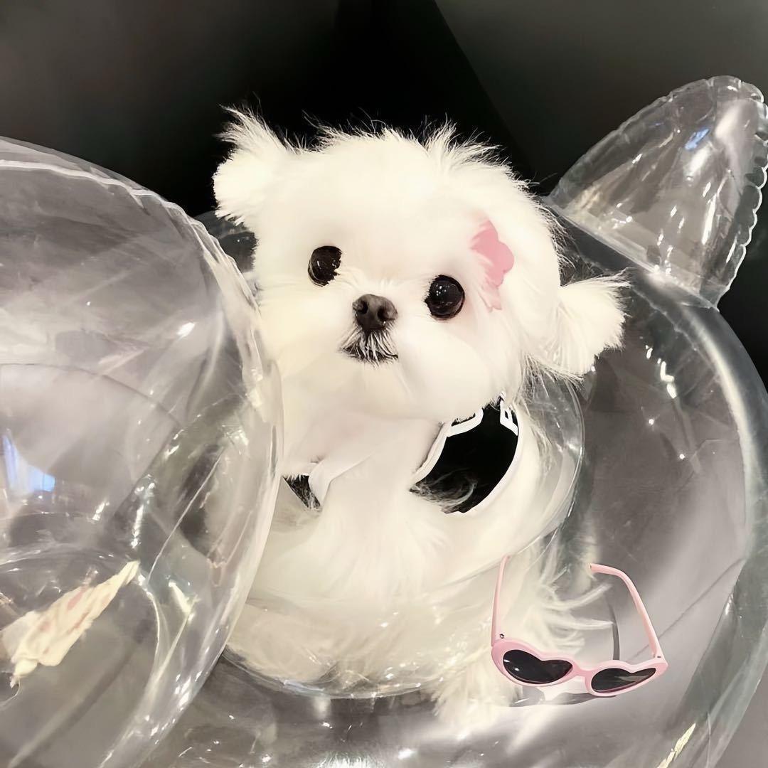 美腻的我