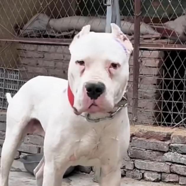 大型猛犬养殖头像