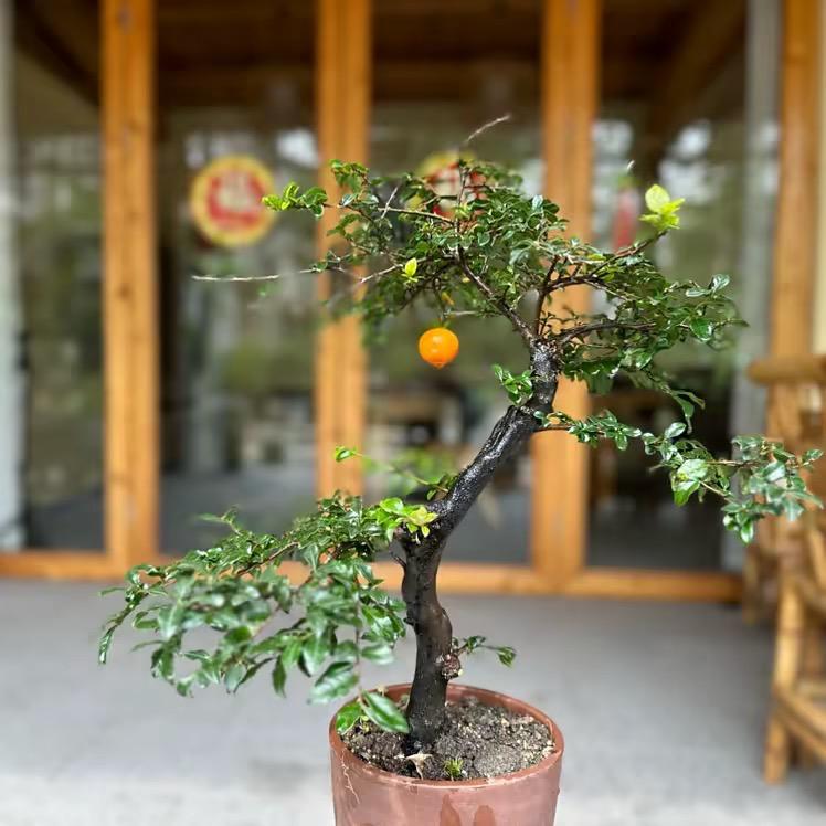 梦景园艺（大成小苑）