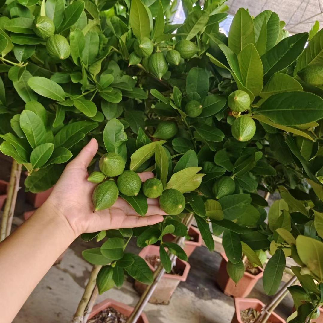 妍与妍花卉专营店02