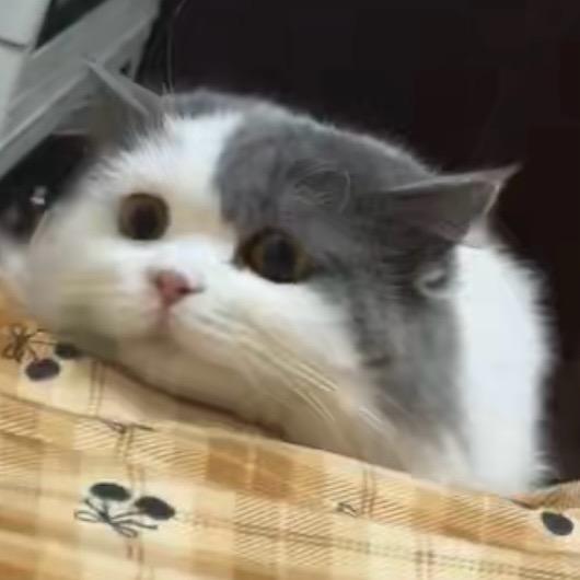 平静的白色枕头531227