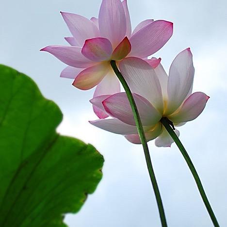豫剧演员赵一晓（紫荷）
