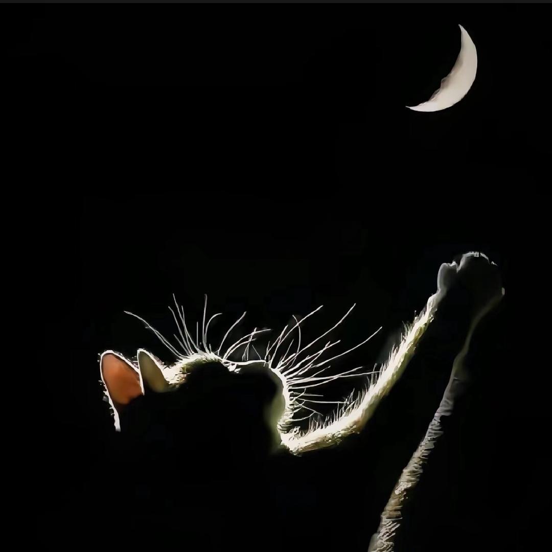 猫祈.
