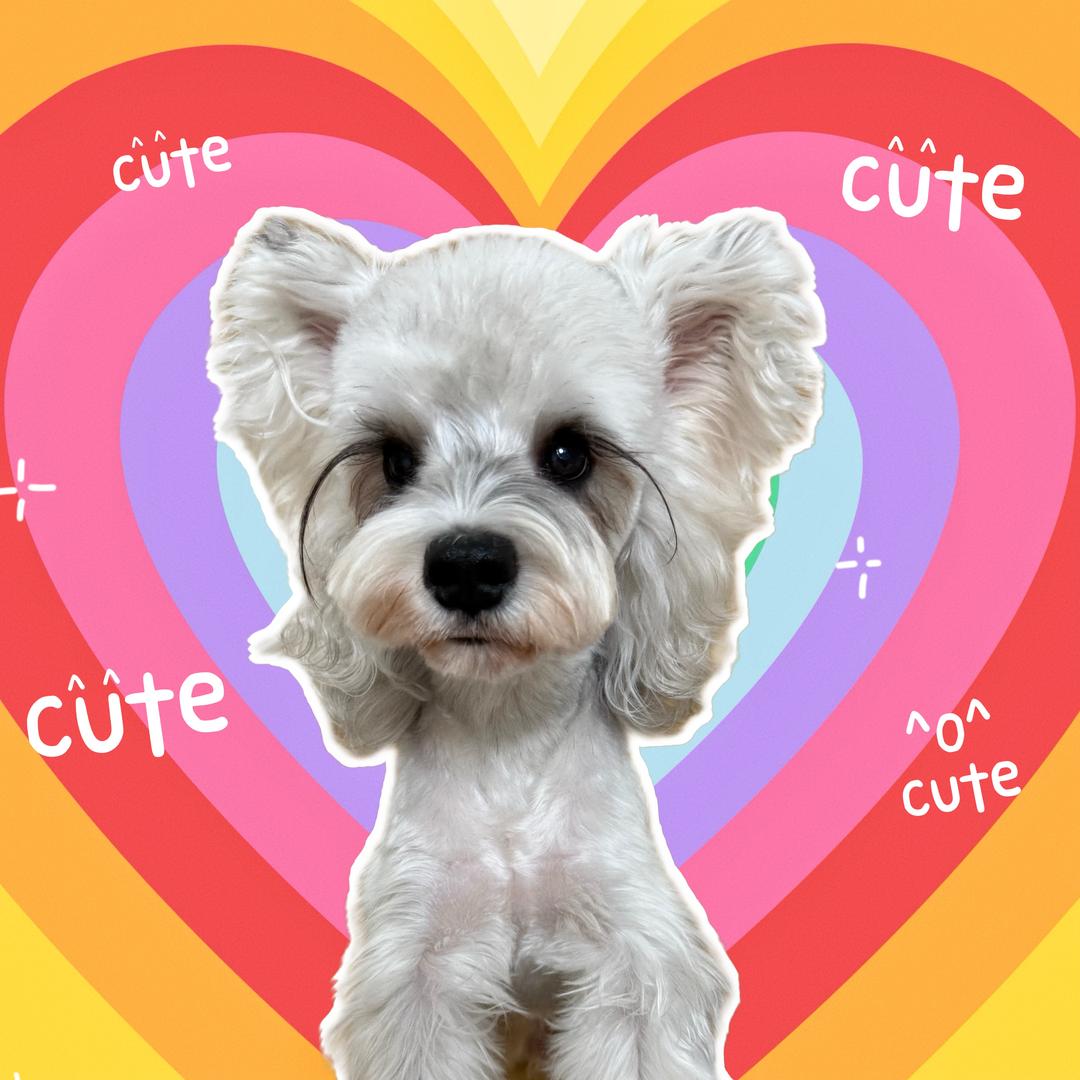 顺顺是只睫毛精