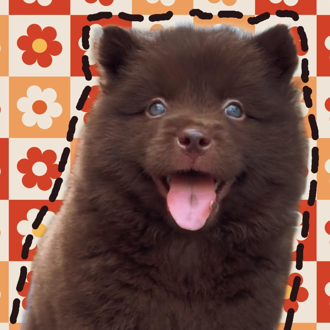 琥珀是只小土松🐻