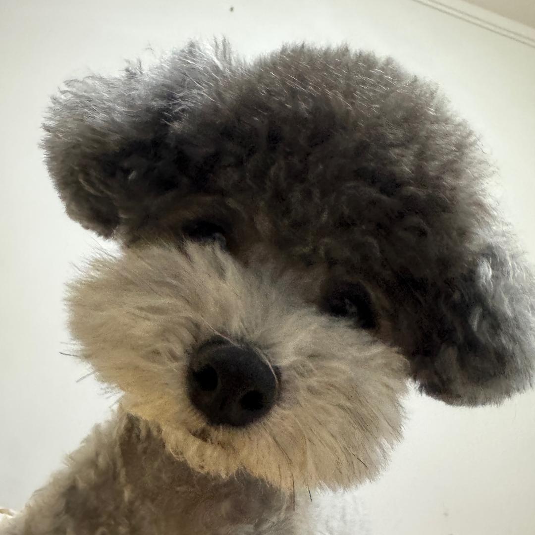 米菲宁儿的小猫爪