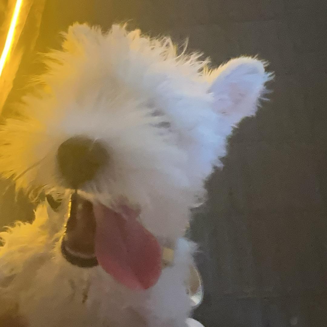 软呼呼的丹尼