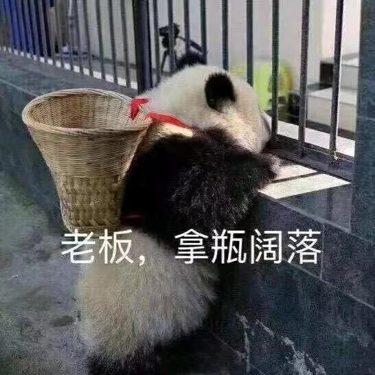 印尼小斑鸠