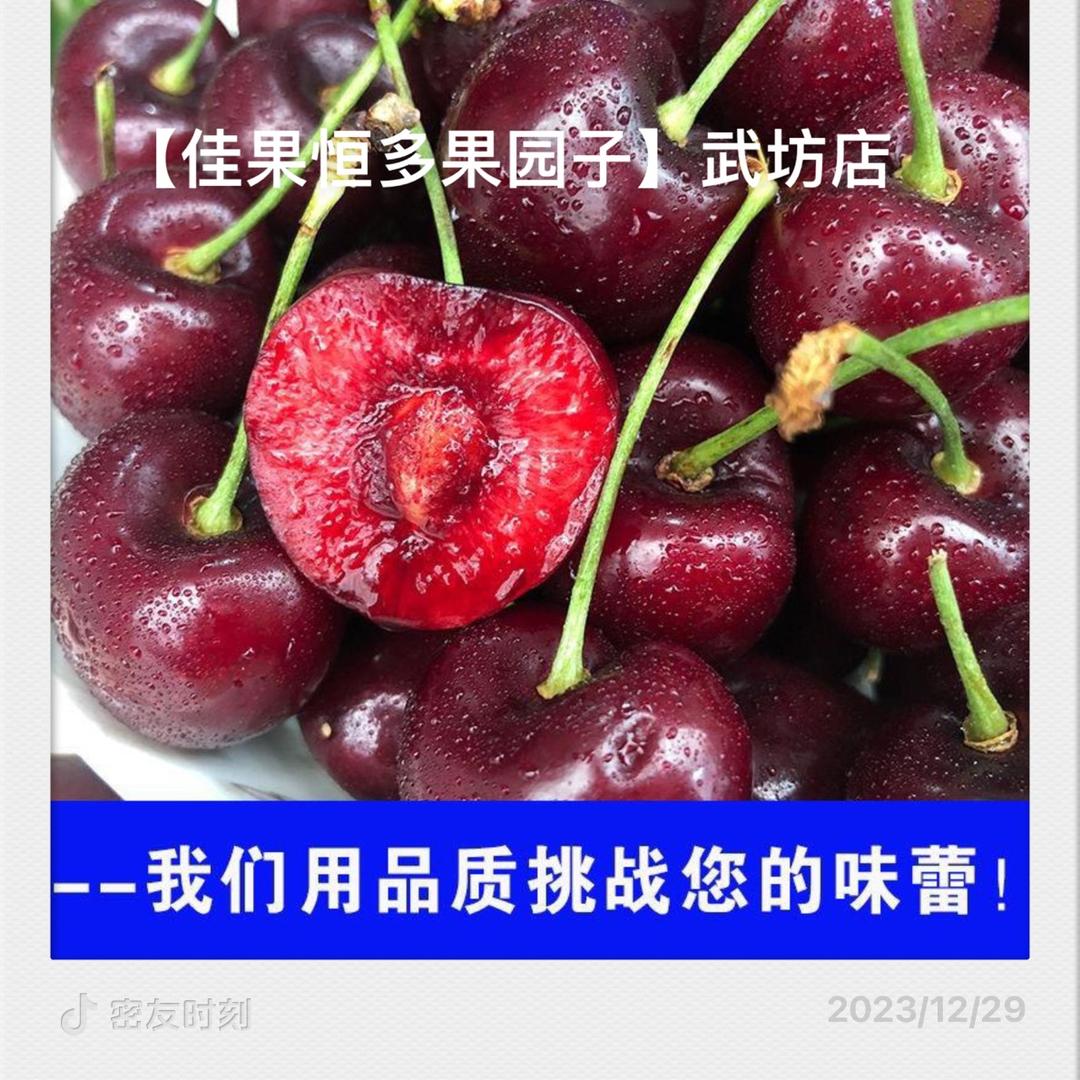 🕊️强翔鸽业全国销售181852600