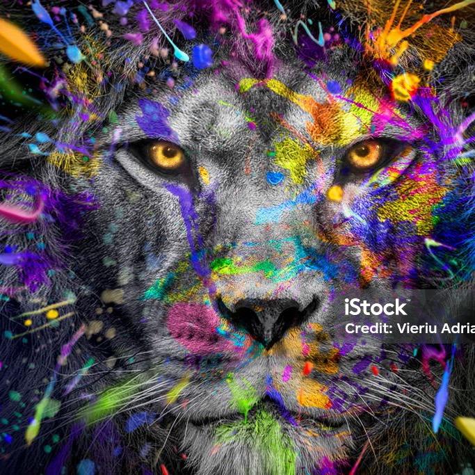 24K纯帅-动物世界 🤒᭄