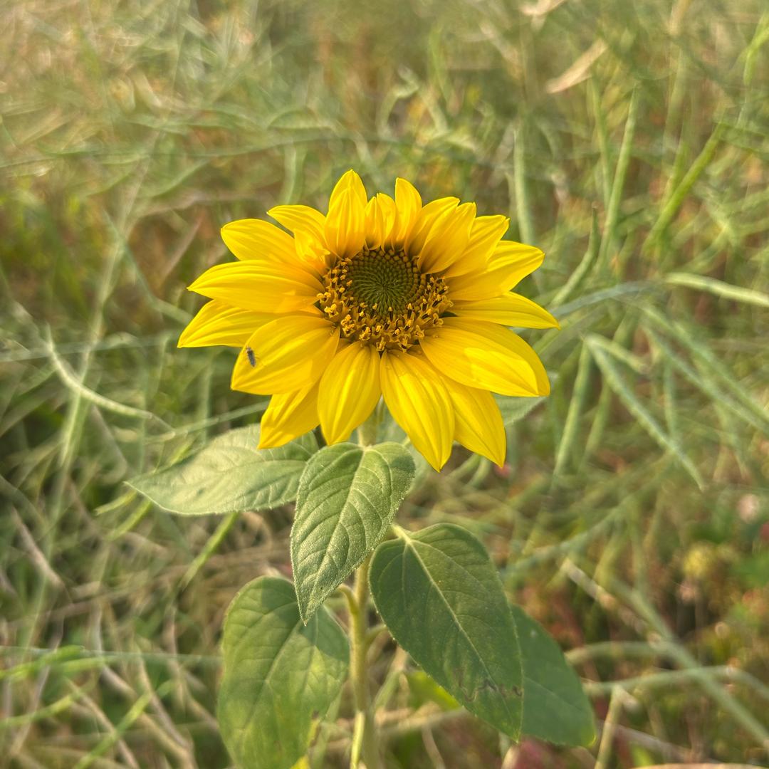 你笑起来真好看