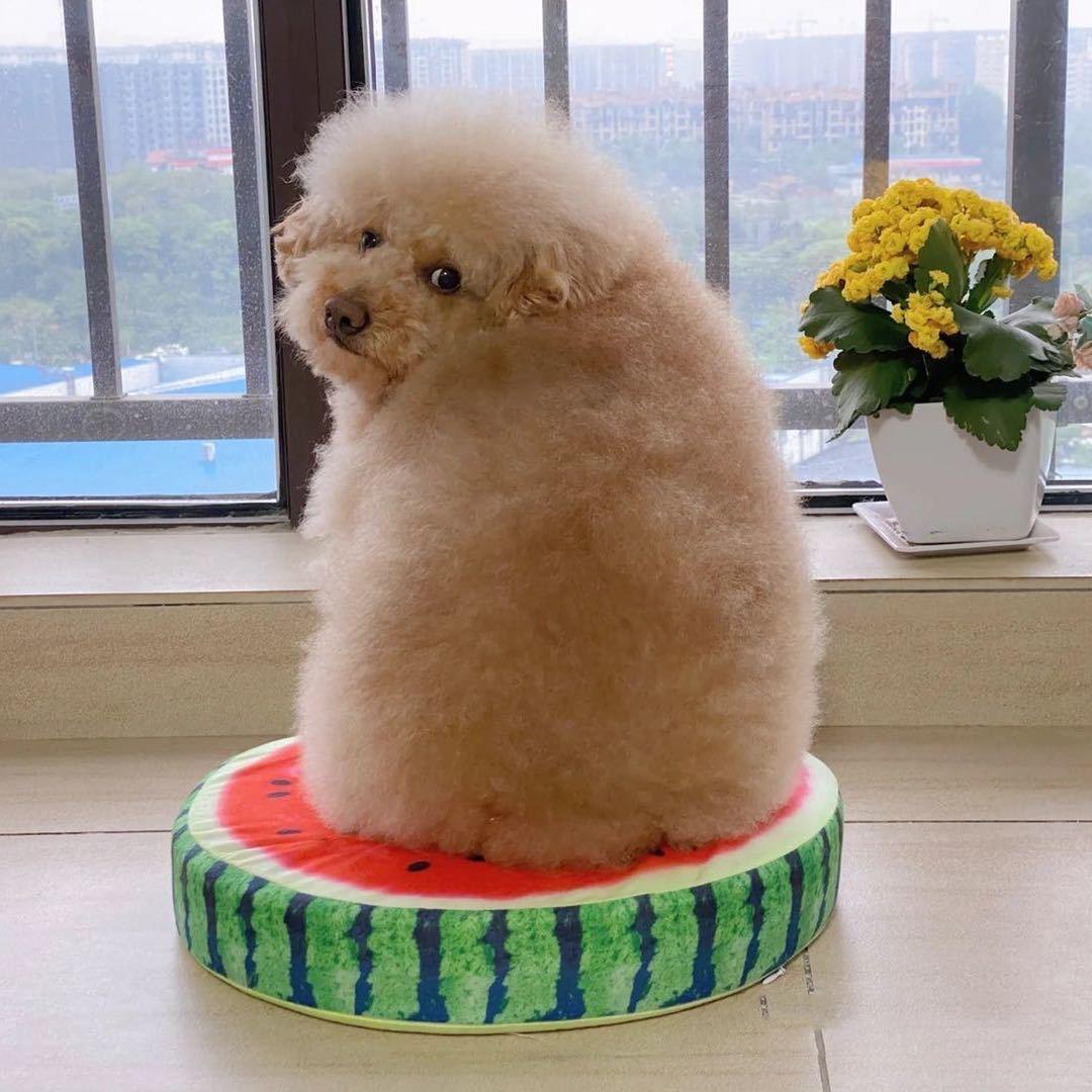 大耳朵涂涂@抖音