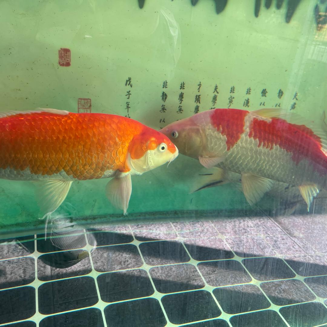 🌈烈酒🍻三杯🍻醉余生🚬💰