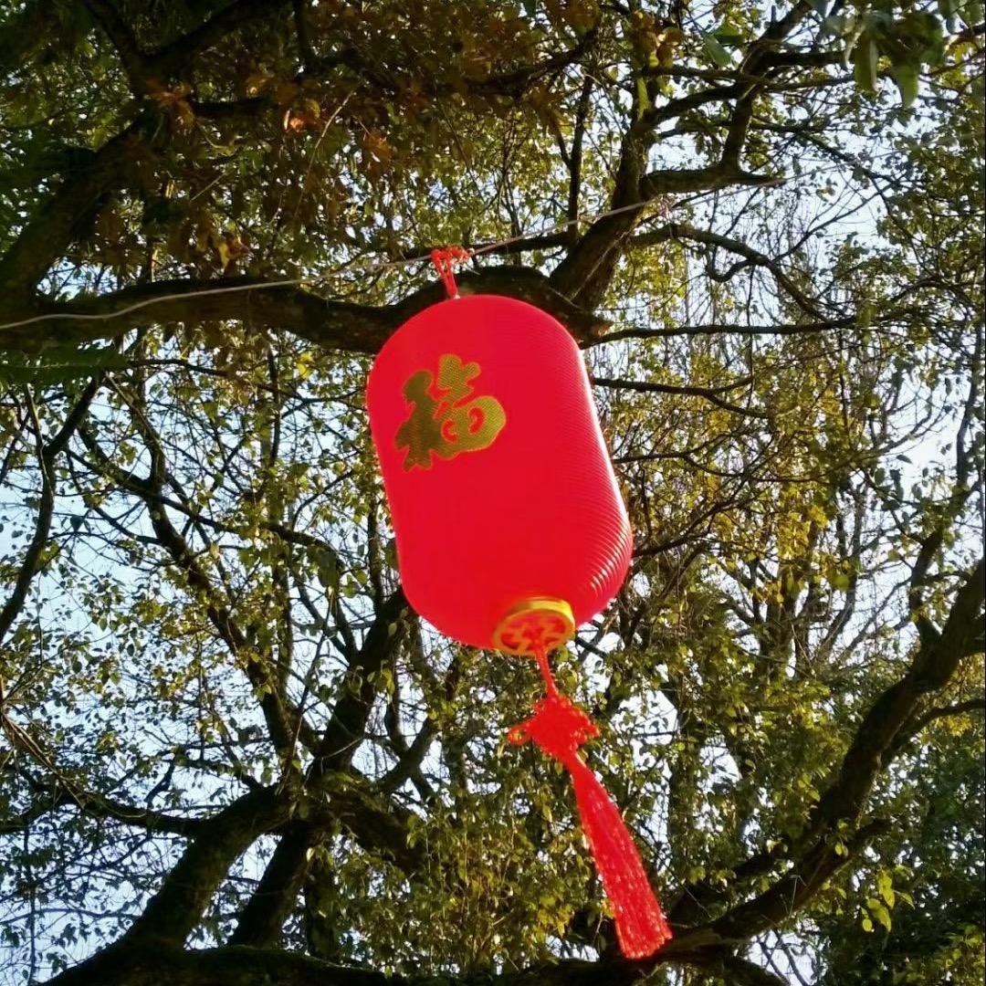 灰蚂蚁🐜