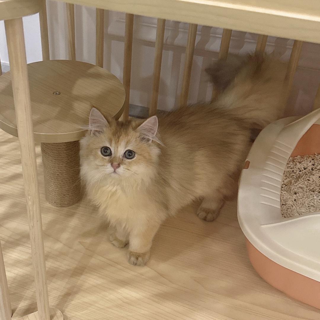 金豆是个公主喵