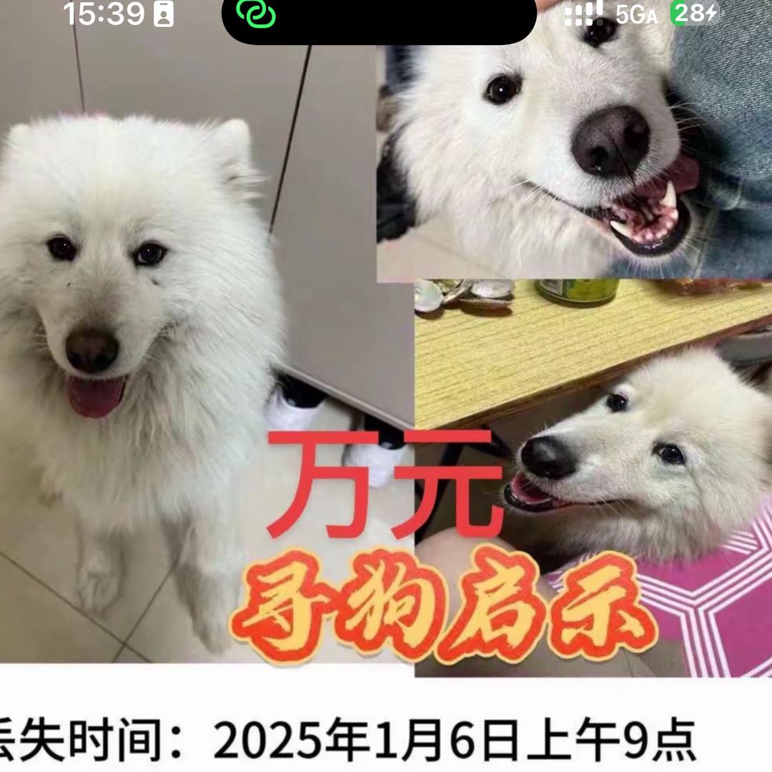 河北沧州万元寻六岁公萨摩