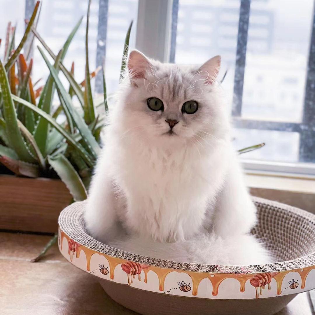 我的猫咪叫七月