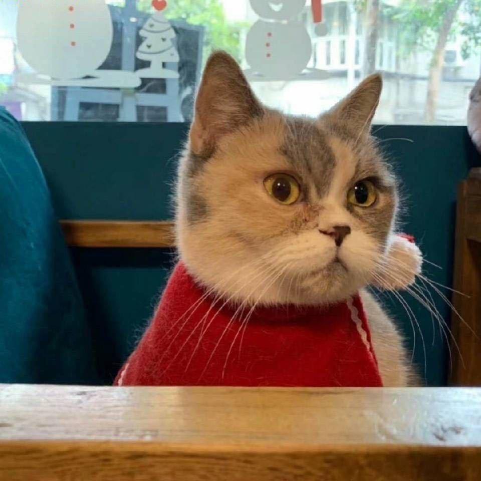 林猫猫