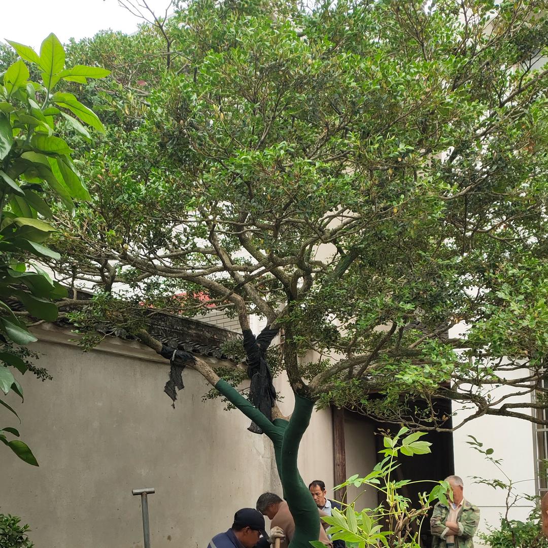 苏州淮卉园景观树绿化