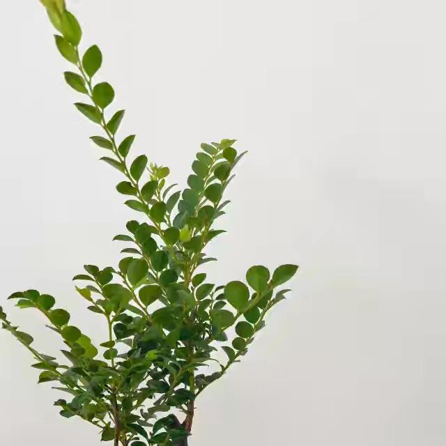 云溪景观