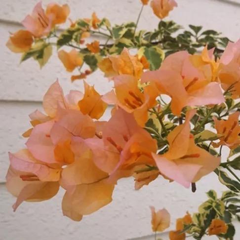 众森花卉园艺小铺