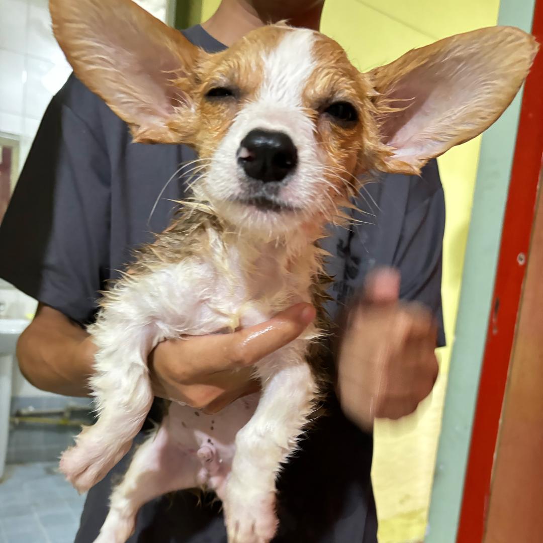 芒果的杂货铺🧩