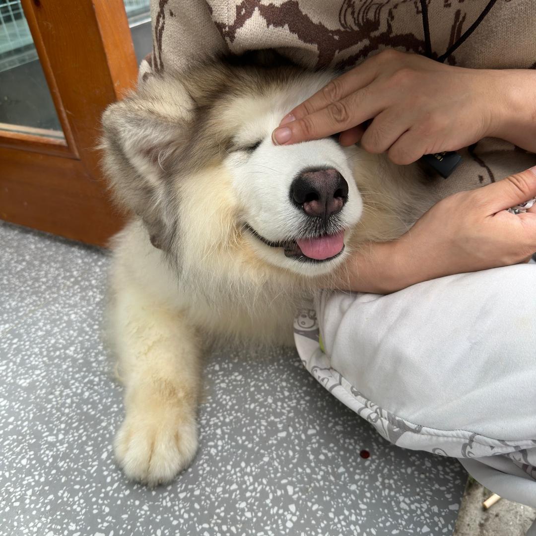 哟 球球
