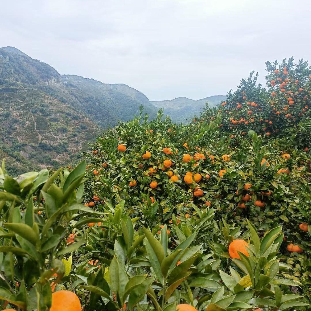临海涌泉蜜桔铭鑫园