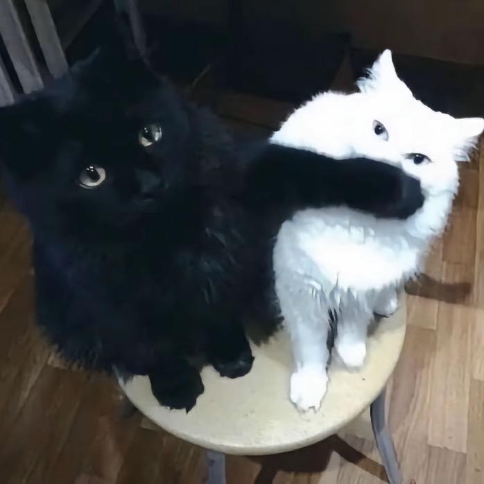 fly