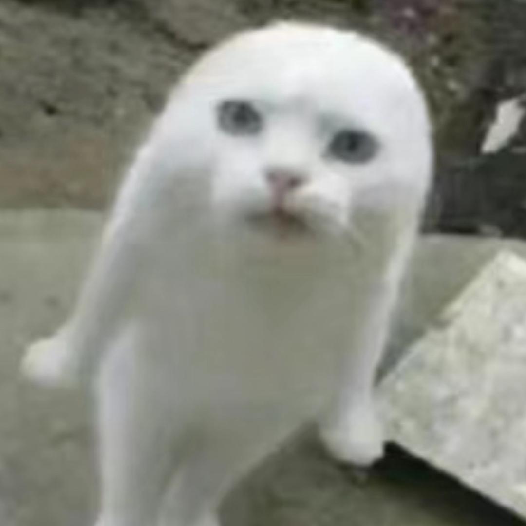 鲨鱼小歪叽