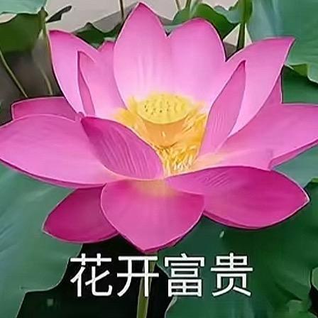 永远棣一