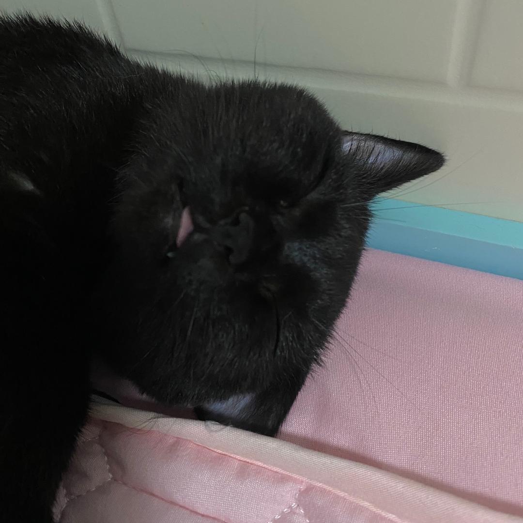 赌狗