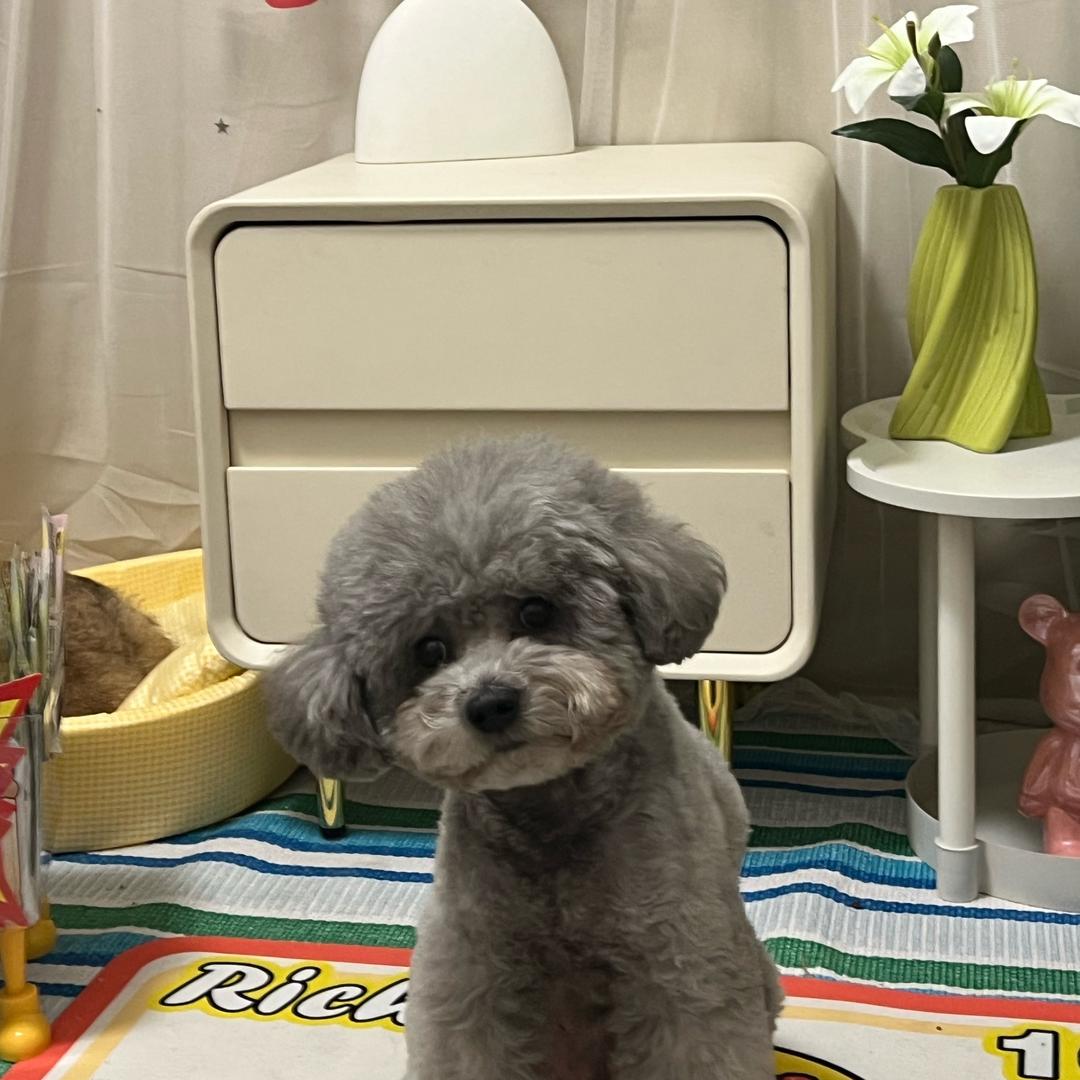 猫三🐱狗四🐶